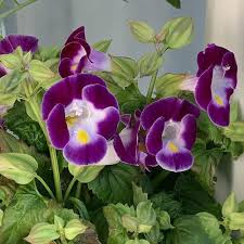 Image result for Torenia thouarsii