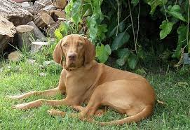 Image result for maďarský ohař drátosrstý