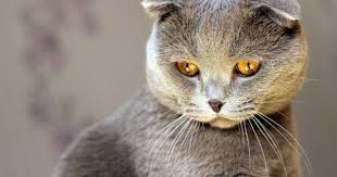 pin on animales