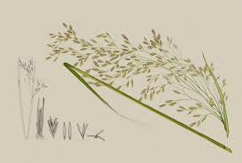 Image result for Pseudobromus engleri