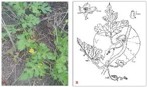 Image result for Citrullus lanatus