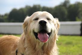 Golden Retriever Guia Completo Sobre A Raca Blog Da Arbolez