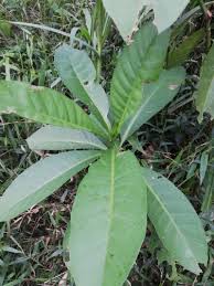 Image result for Voacanga thouarsii