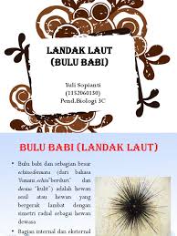 Look through examples of landak laut translation in sentences, listen to pronunciation and learn grammar. Ppt Landak Laut Bulu Babi