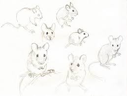 Mouse Sketches Mouse Illustration Animal Sketches Mouse Sketch