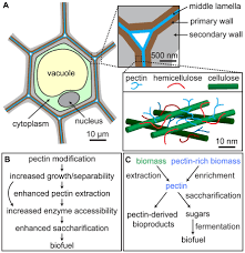 Plant cells, which are the fundamental units of the members of the plant kingdom, are eukaryotic cells. Frontiers Roles Of Pectin In Biomass Yield And Processing For Biofuels Plant Science