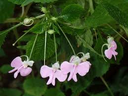 Image result for Impatiens hochstetteri