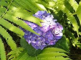 Check spelling or type a new query. Bloom Flower Fern Flowering Plant Fern Like Leaves Hydrangea Blue Purple Blue Hydrangea Plant Flora Spring Pikist