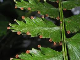 Image result for Dennstaedtiaceae