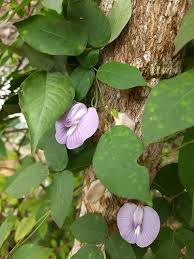 Image result for Centrosema