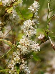 Image result for Cuscuta hyalina