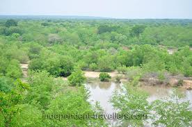 Image result for Terminalia macroptera