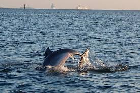 Tampa is packed with great things to do and places to go. Tampa Bay 1 5 Stundige Delfinbeobachtungs Bootstour Mit Reiseleiter 2021 Tiefpreisgarantie
