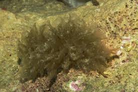 Image result for Polystachya caloglossa