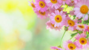 Best hd wallpapers of flowers, desktop backgrounds for pc & mac, laptop, tablet, mobile phone. Fresh Flowers Background Wallpaper Hd For Desktop Wallpapers13 Com