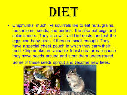 You will have many losses if the squirrels make it into your crop because the tomatoes that are not eaten by the squirrel will still be unusable. Chipmunks By Aaron Talcovitz Classification Phylum Chordata Class Mammalia Order Rodentia Family Sciuridae Genus Tamias Ppt Download