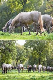 Slovenians Are Proud Of Lipica And Its Stud Farm That Has Been In Operation For Over 400 Years The Oldest Europe Farm Tour Visit Slovenia Historical Monuments