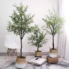 Nourish the ground around the trees and cut the grass. How To Grow Olive Trees Gardening Guide Gardens Nursery