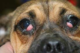 Puggle Health