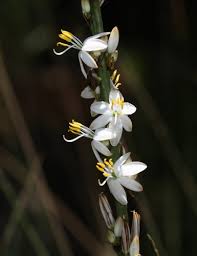 Image result for Chlorophytum burundiense