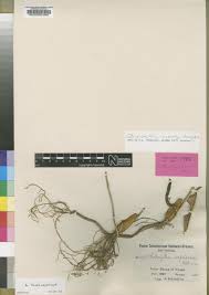 Image result for Bulbophyllum intertextum