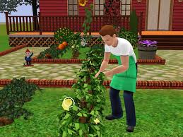 How to start a garden on sims 3. Sims 3 Butler Gardening Novocom Top