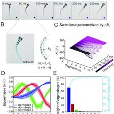The occipital bone overlies the occipital lobes of the cerebrum. Decomposition Of Free Swimming Zebrafish Larval Backbone Shapes Into Download Scientific Diagram