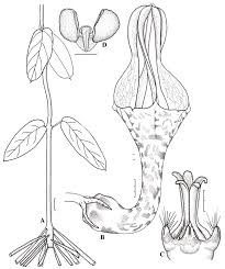 Image result for Ceropegia lugardiae