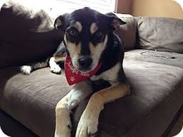 Black And Brown Husky Kida Breed Siberian Husky Mix Color Tricolor Tan Brown Black White Age Young Size Med 26 60 Lbs 1 Siberian Husky Mix White Siberian Husky Husky Mix