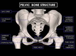 Attached to the pelvis are muscles of the buttocks, the lower back, and the thighs. Epos C 0356