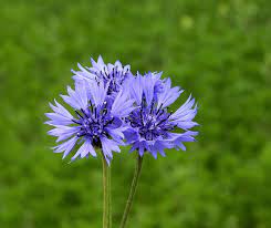 Free Image On Pixabay Flower Cornflower Wildflowers Wild Flowers Flowers Raised Garden Beds