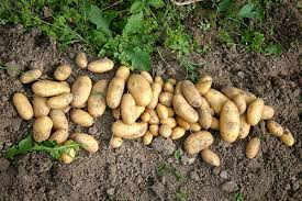 Do you know how to grow potatoes? How To Grow Potatoes Finegardening