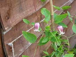 I mostly found unopened buds. Clematis Viorna Leatherflower Northern Leatherflower Vasevine North Carolina Extension Gardener Plant Toolbox