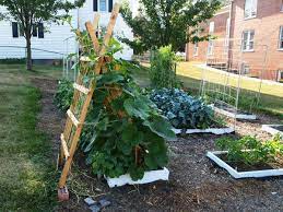 Training Squash On A Ladder Trellis Squash Trellis Trellis Small Space Gardening