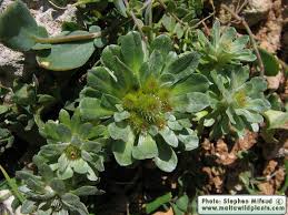 Image result for Vigna pygmaea