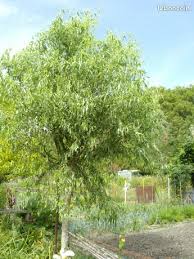 Nous sommes choyés de pouvoir compter sur votre fidélité et nous nous réjouissons de vous rencontrer en magasin. Outils De Jardinage Tondeuse D Occasion Cher Leboncoin