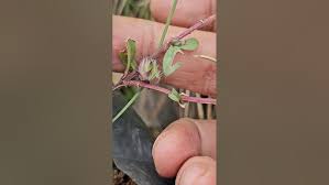 Image result for Lepidagathis plantaginea