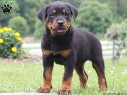 The pups are with registration papers. Rottweiler Puppies For Sale Rottweiler Breed Profile Greenfield Puppies Rottweiler Puppies For Sale Rottweiler Breed Rottweiler Puppies