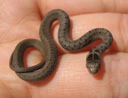 We did not find results for: Brown Snake Couleuvre Brune Opinicon Natural History