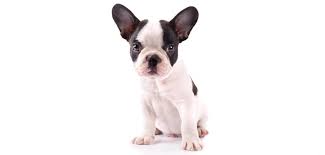 The current median price of french bulldogs in los angeles is $3,000.00. Black And White French Bulldog All About This Interesting Coat Color