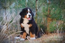 Bernese mountain dog puppies for sale in clare, michigan united states. Bernese Mountain Dog Puppy Photograph By Waldek Dabrowski
