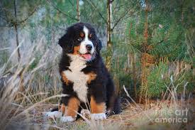 Over 1,750 bernese mountain dog pictures to choose from, with no signup needed. Bernese Mountain Dog Puppy Photograph By Waldek Dabrowski