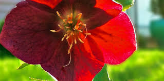 Don flowers, 80jason flowers, 51sandra flowers, 77. Toxicology Question What Flower Did The Greek Army Use Against A City Acep Now