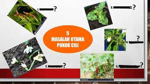 Ya, ada sesetengah pasangan ok je pasangannya cakap 'kau aku' tetapi cara itu sebenarnya agak kurang manis kalau. 5 Masalah Kronik Pokok Cili Selesaikan Seperti Pakar 3 Pasti Buat Anda Lega Tahu Youtube