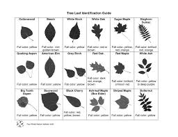 Tree Identification By Leaf Chart Photo Gallery