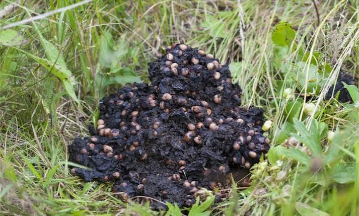 Raccoon Scat