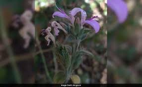 Image result for Dicliptera