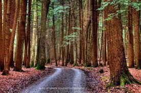 Staying in cook forest in the midst of the pennsylvania wilds offers . Fall Foilage In Pa Top Hill Cabins