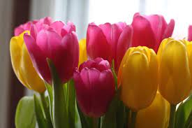 Pink And Yellow Tulips Yellow Tulips Flowers Tulip Bouquet
