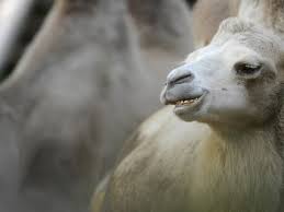 Camel humps are not filled with water. Florida Woman Bites Camel S Genitals To Escape From Animal After It Sat On Her The Camel Did Nothing Wrong